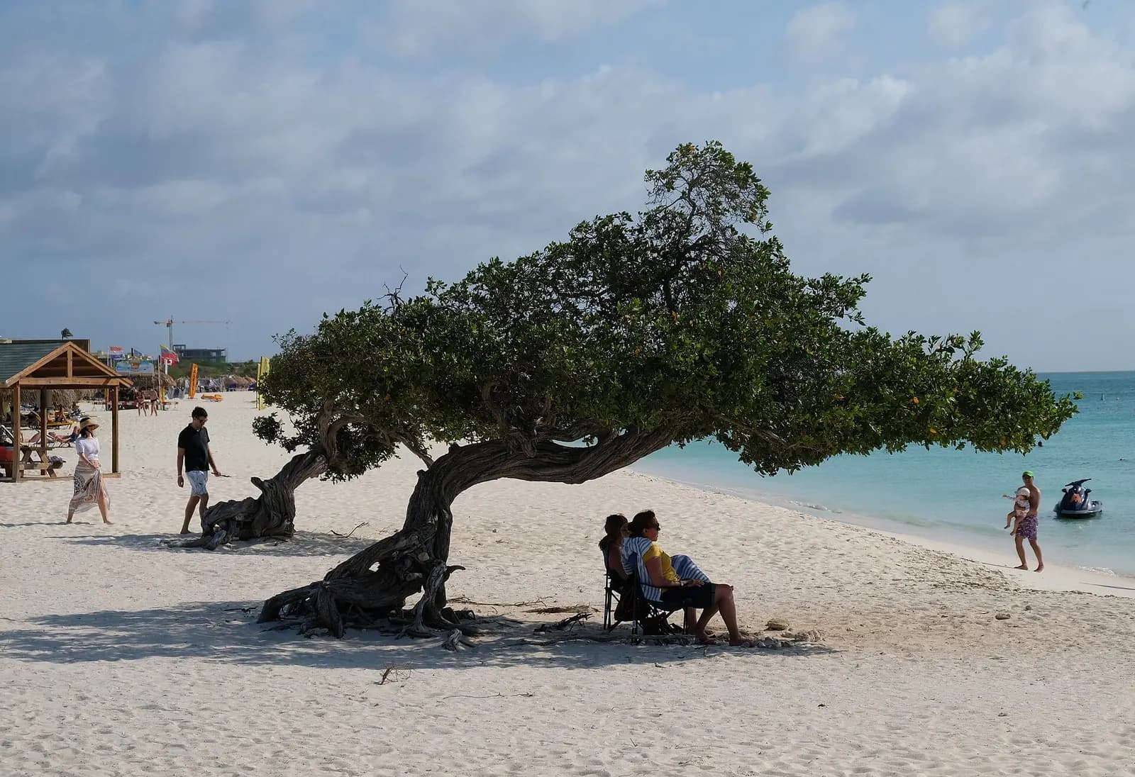 Photo: SIryn, CC BY-SA 4.0 Divi divi tree on Eagle Beach, Aruba