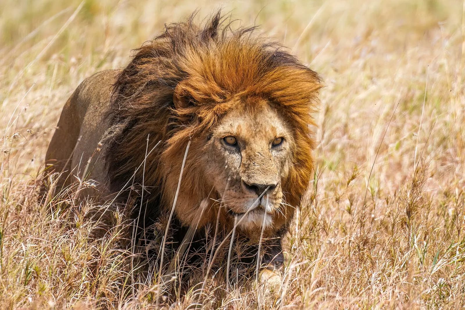 Photo: Giles Laurent, CC BY-SA 4.0 A lion in the grass of the Serengeti