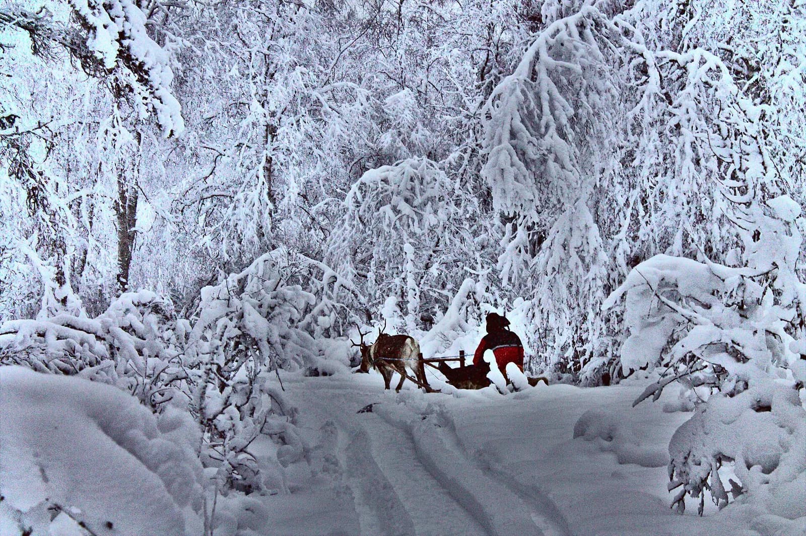 Photo: Jacek Rużyczka, CC BY-SA 4.0 Reindeer sled in a snowy Lapland forest