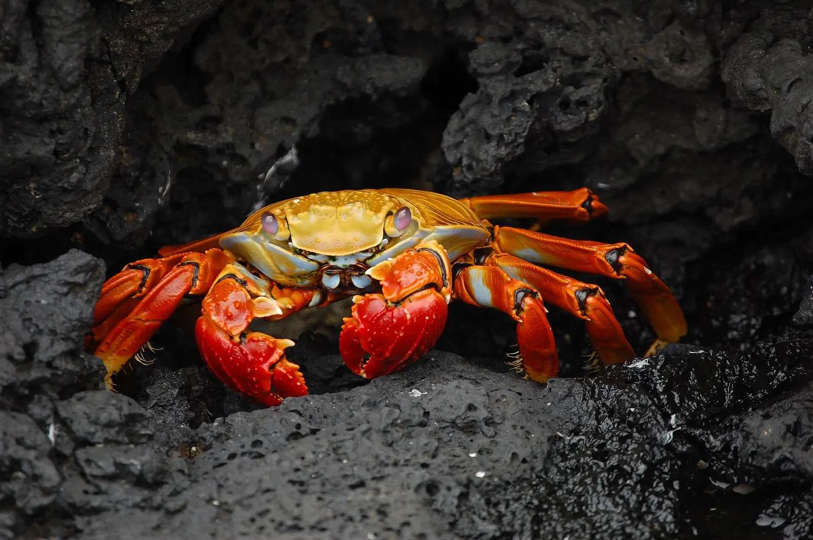 Sally Lightfoot crab, Galapagos Islands