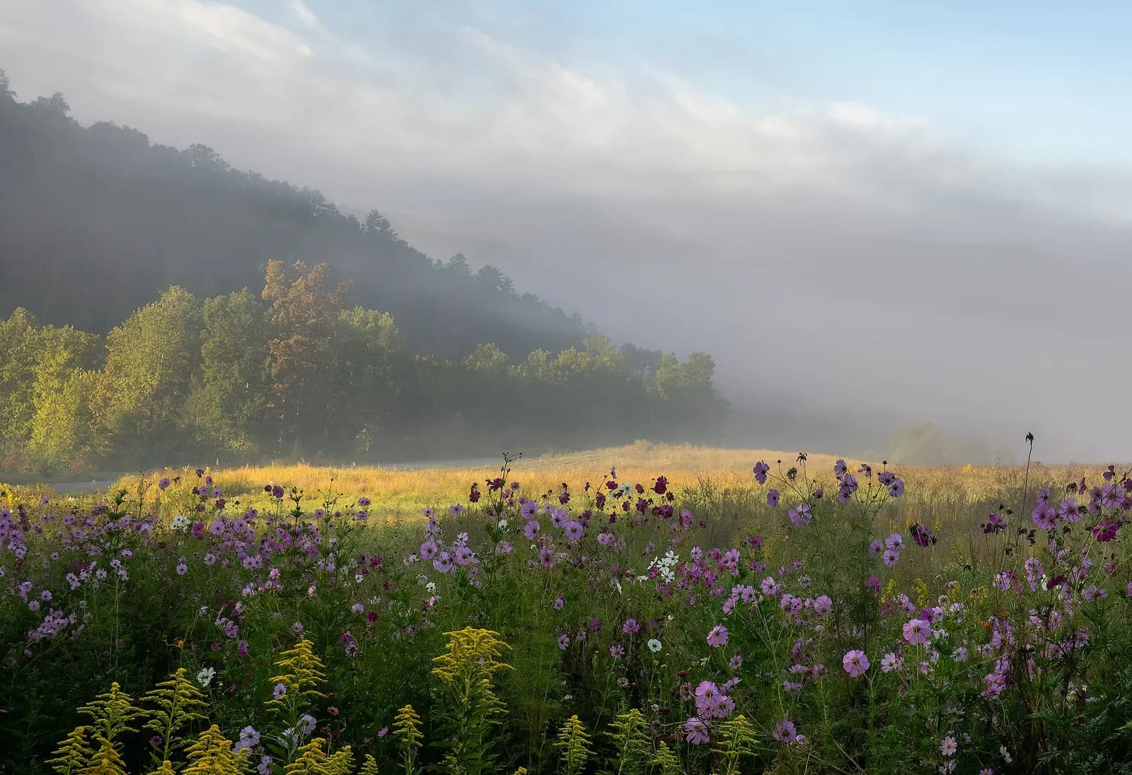 Photo: Rhododendrites, CC BY-SA 4.0 A misty meadow in the Great Smoky Mountains