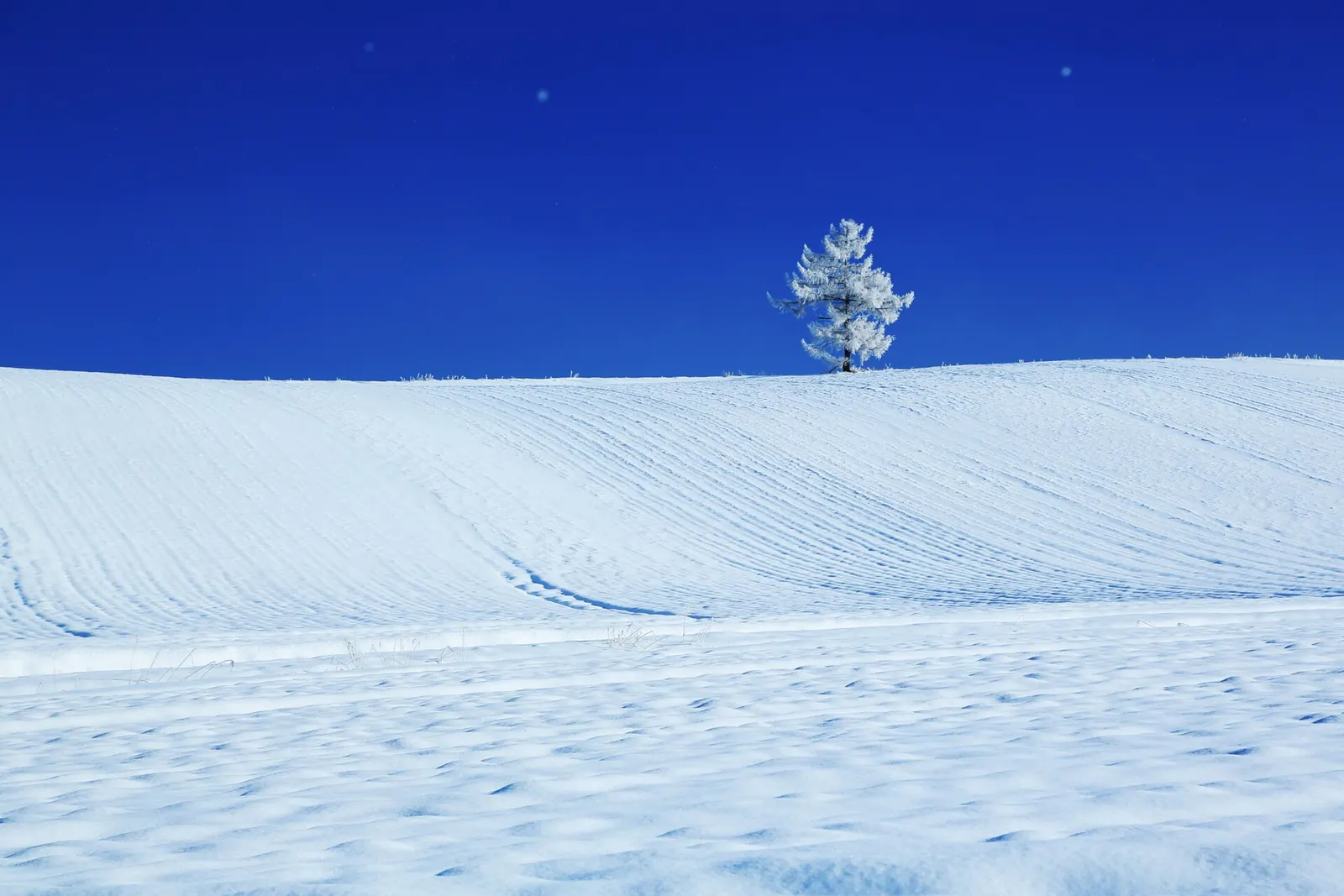 Photo: Yascolo, CC BY 3.0 A lone tree on snow-covered hills near Biei, Hokkaido