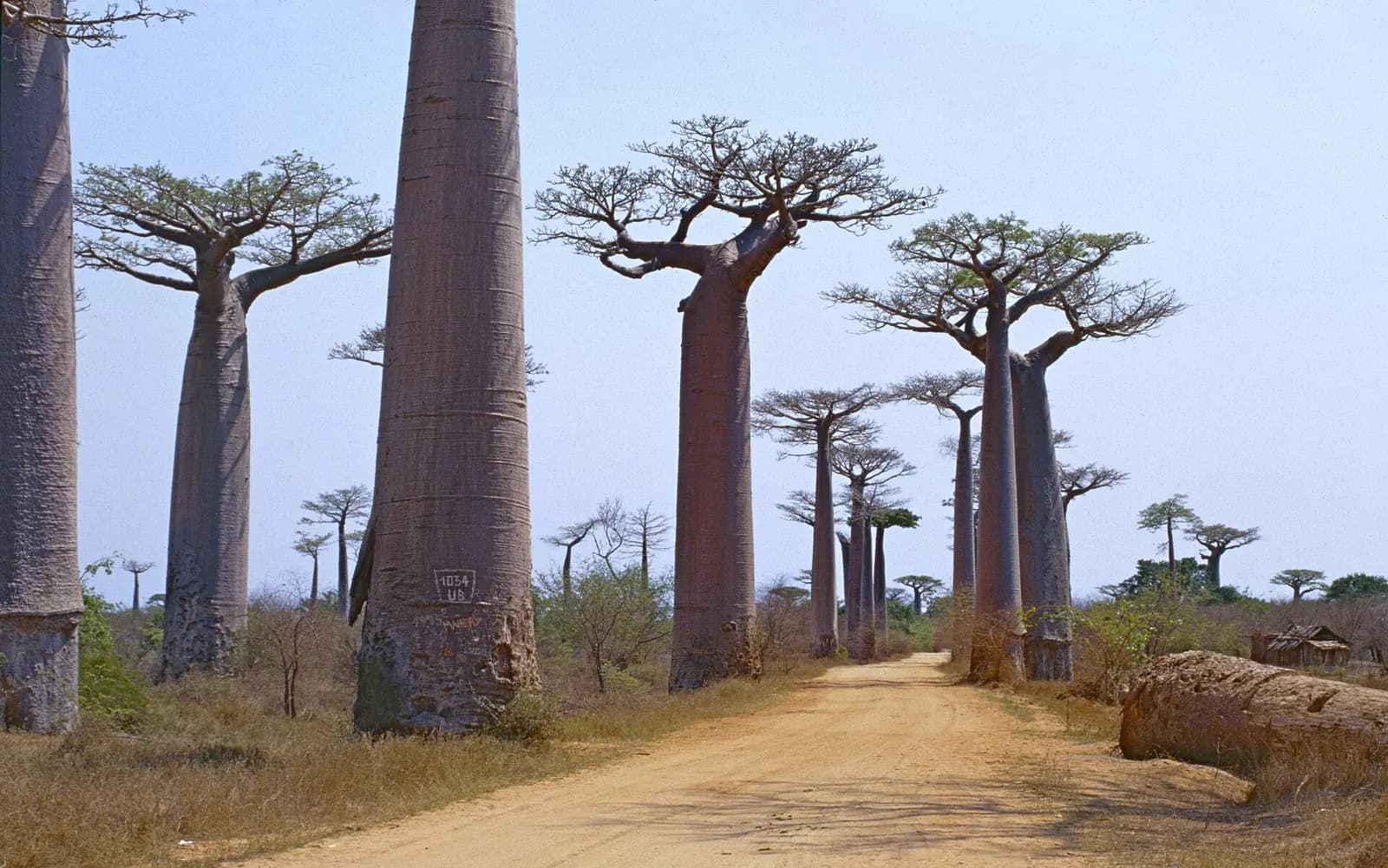 Avenue of the Baobabs, Madagascar
