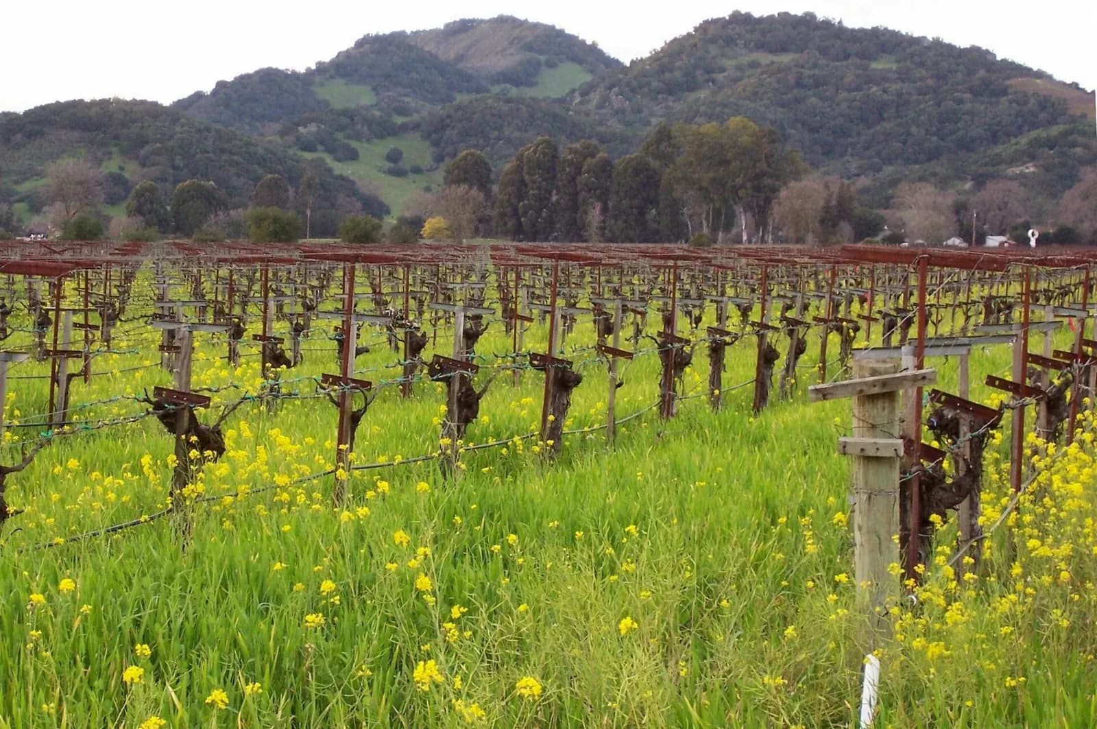 Photo: Ebryden at English Wikipedia, Public domain Mustard flowers between vines, Napa Valley
