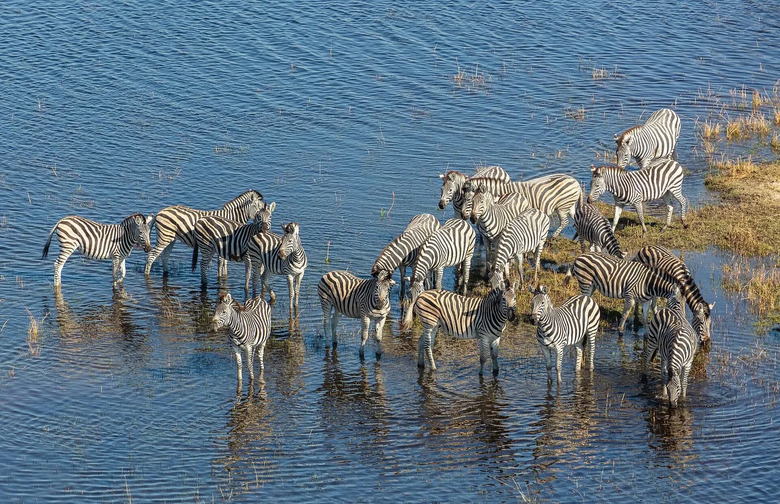 Photo: Diego Delso, CC BY-SA 4.0 Zebras crossing water in the Okavango Delta