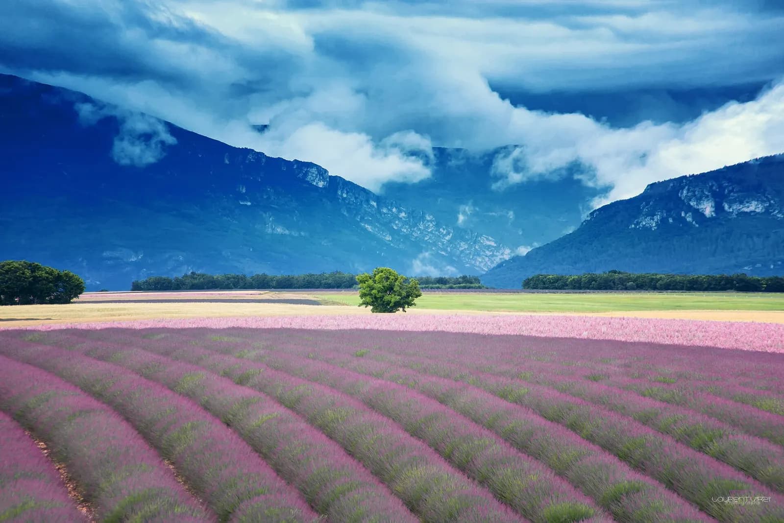 Lavender field Valensole, Provence