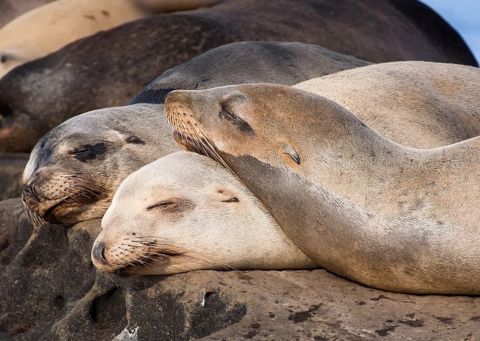 Photo: Rhododendrites, CC BY-SA 4.0 Sea lions resting at La Jolla, San Diego