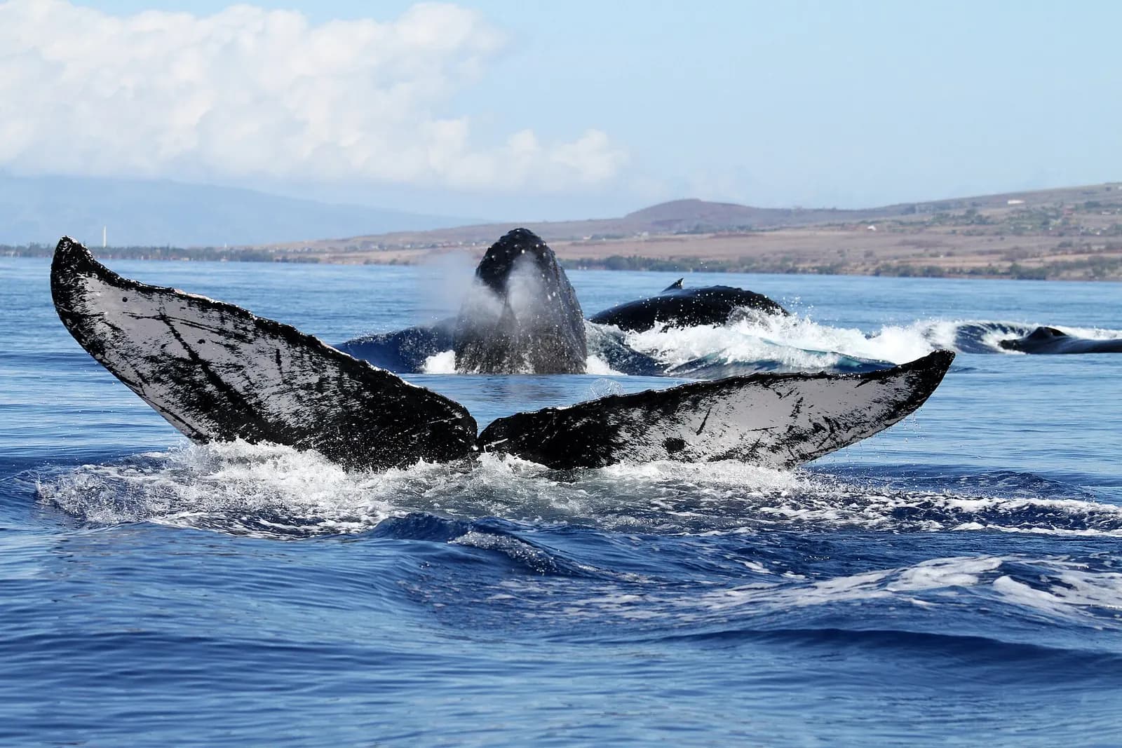Photo: National Marine Sanctuaries, Public domain Humpback Whale Season in Maui, Maui, Hawaii
