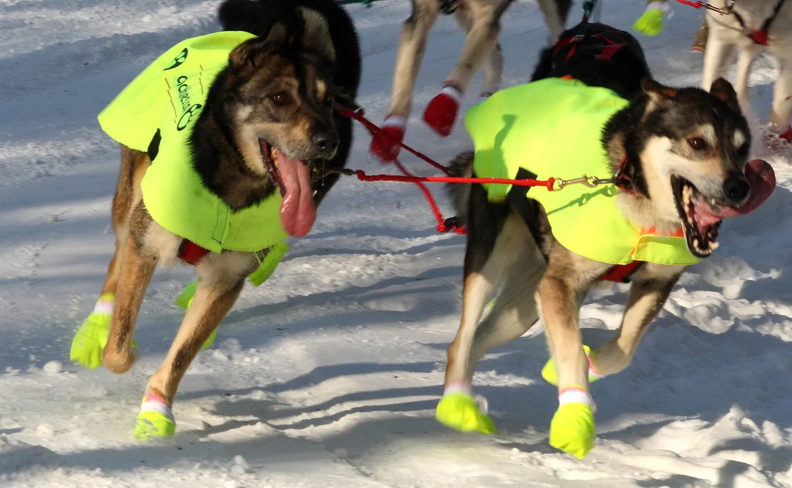 Photo: Frank Kovalchek from Anchorage, Alaska, USA, CC BY 2.0 Iditarod Trail Sled Dog Race, Anchorage to Nome, Alaska