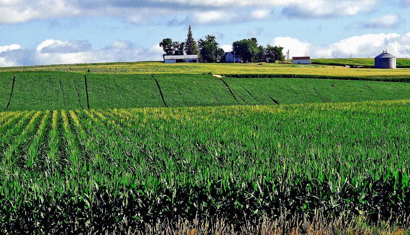 Photo: inkknife_2000 (7.5 million views +), CC BY-SA 2.0 Iowa farmland