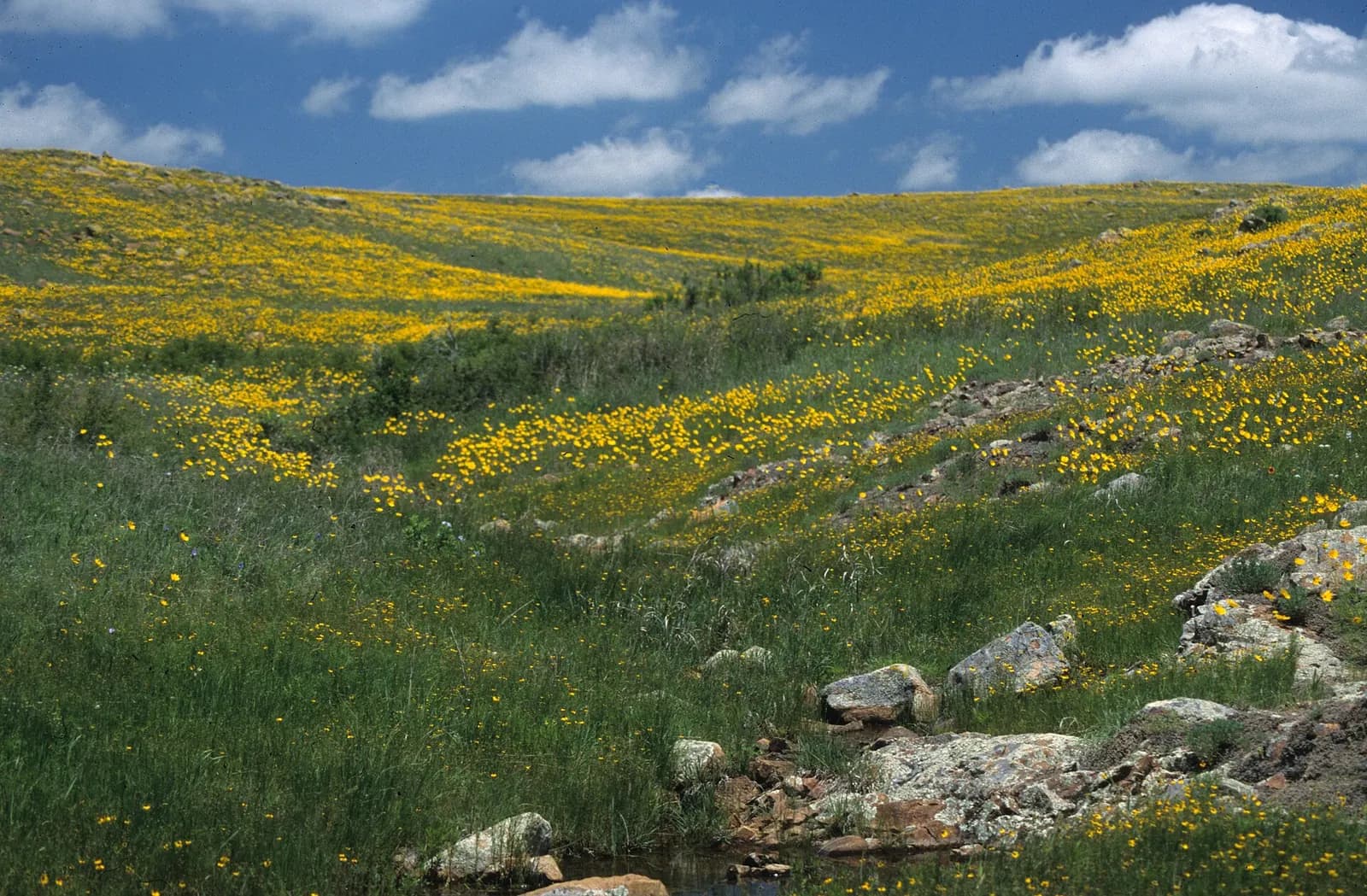 Photo: U.S. Fish and Wildlife Service Headquarters, Public domain Wichita Mountains Wildlife Refuge, Oklahoma